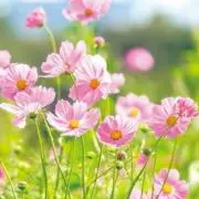 ❀ふわふわ❀の画像