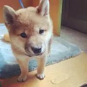 まさや