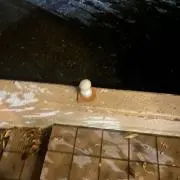 パンダのスケ