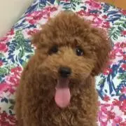 ちゃろの画像