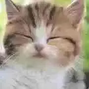 猫ミミ流奈の画像