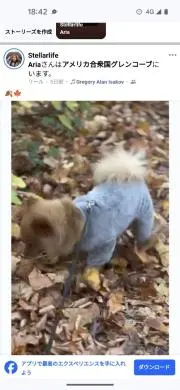 くーちゃんの画像