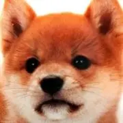 れいの画像