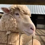 Kani