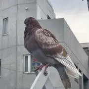 現代クレーマーの画像