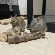 ★ハク★の画像