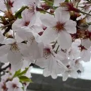 RINの画像