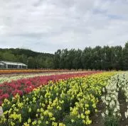saltの画像