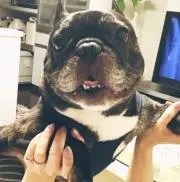 マユ蔵の画像
