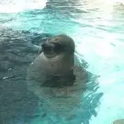ゆいまるの画像