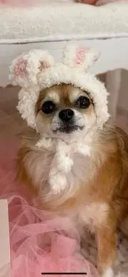 めったんこ