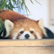Atsuko3の画像