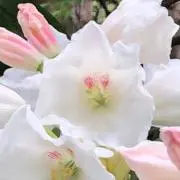 しお　13.14土日まで取置可能の画像