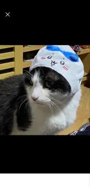 ★ツムジ猫★