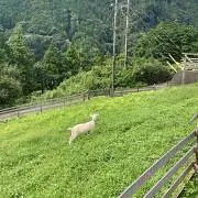 YAGIの画像