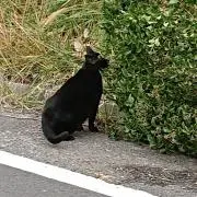 かよこの画像