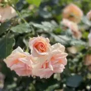 記名があればお知らせくださいの画像