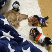 ミルキーshopの画像