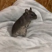 ポテチ