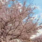 SAKURAの画像