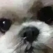 YUMIの画像