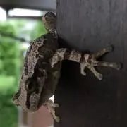 GGGの画像