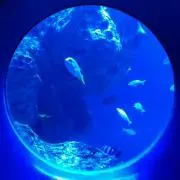 NN【プロフをご確認下さい】の画像