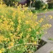 じろ【プロフ参照】の画像
