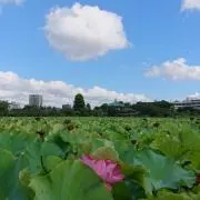 toshinoの画像