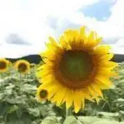 KiKi⋆*⋆*プロフ必読くださいの画像