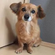 らいらいの画像