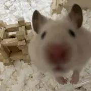 ゆうの画像