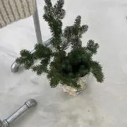 まの画像