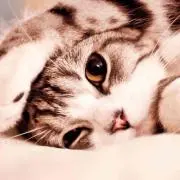 キャサリンの画像