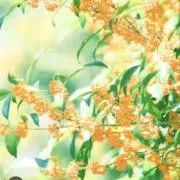 ciel☆の画像