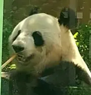 はちわれの画像
