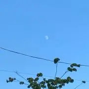 celの画像