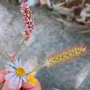 ichiの画像