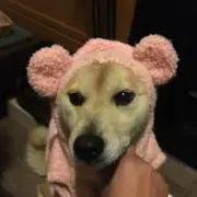 オゾン300の画像