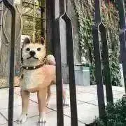 ぽとての画像