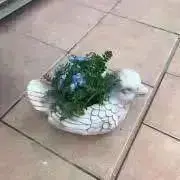 ピッチーの画像