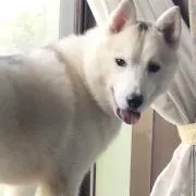 ぴよちゃん