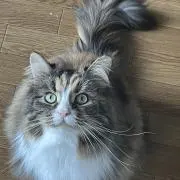 ぱや