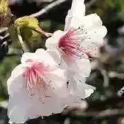 朔　即日発送○ コメント必須