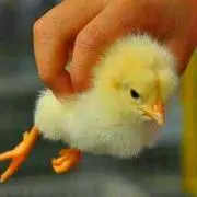 やま