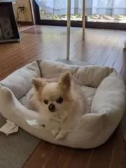 しおりの画像