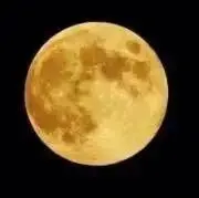 チャーリーの画像