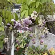 ばあばの画像