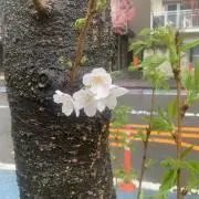陌生人の画像
