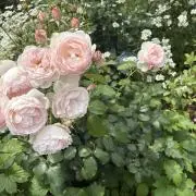 らの画像